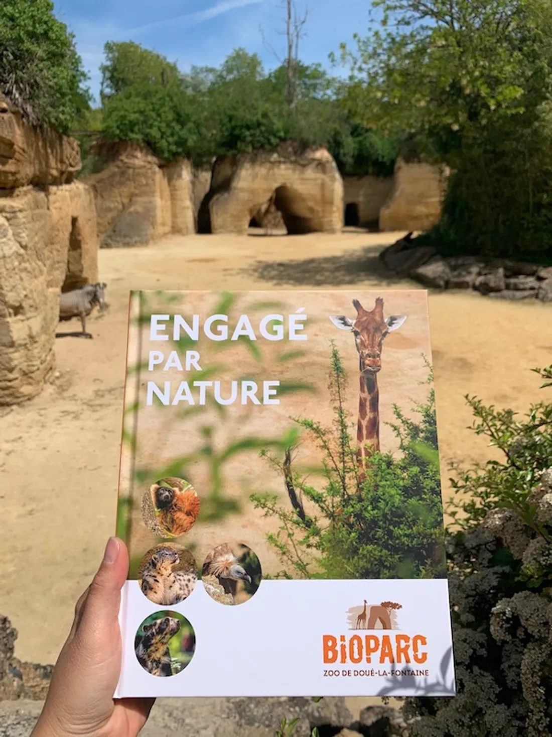 Le Bioparc de Doué-la-Fontaine fête ses 60 ans ! 